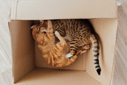 5 redenen waarom katten van kartonnen huizen houden